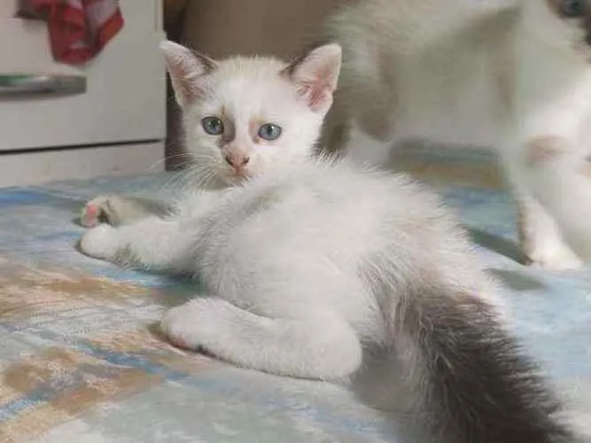 Gato ra a Sem raça definida idade Abaixo de 2 meses nome Pimpinha