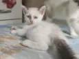 Pimpinha