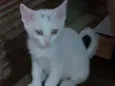 Branquinho