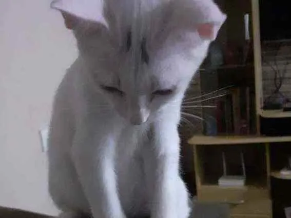 Gato ra a Indefinida idade 2 a 6 meses nome Branquinho