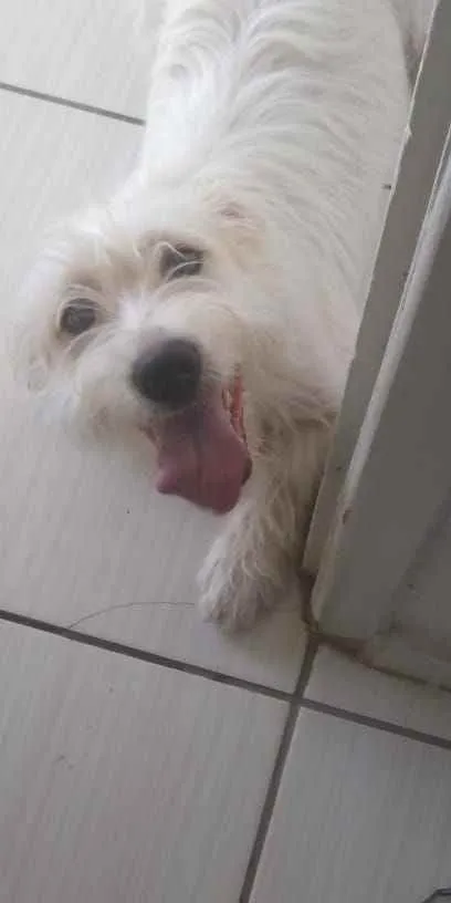Cachorro raça Mestiço idade 7 a 11 meses nome Lucky Damasceno Dias