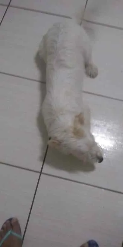 Cachorro raça Mestiço idade 7 a 11 meses nome Lucky Damasceno Dias