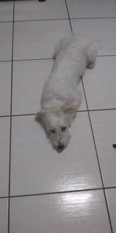 Cachorro raça Mestiço idade 7 a 11 meses nome Lucky Damasceno Dias