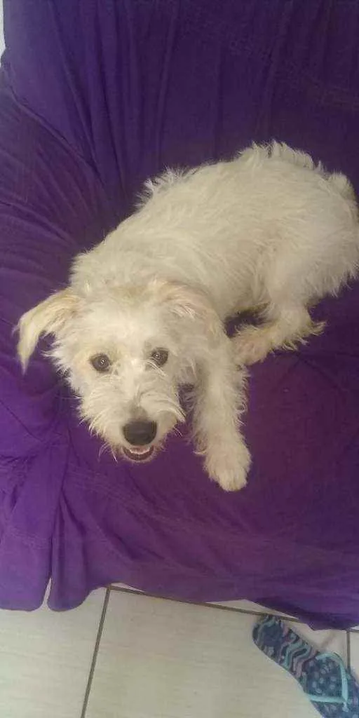 Cachorro raça Mestiço idade 7 a 11 meses nome Lucky Damasceno Dias