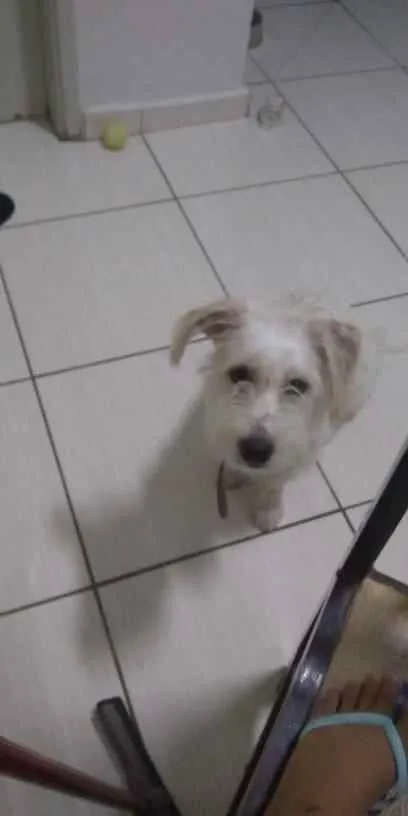 Cachorro raça Mestiço idade 7 a 11 meses nome Lucky Damasceno Dias