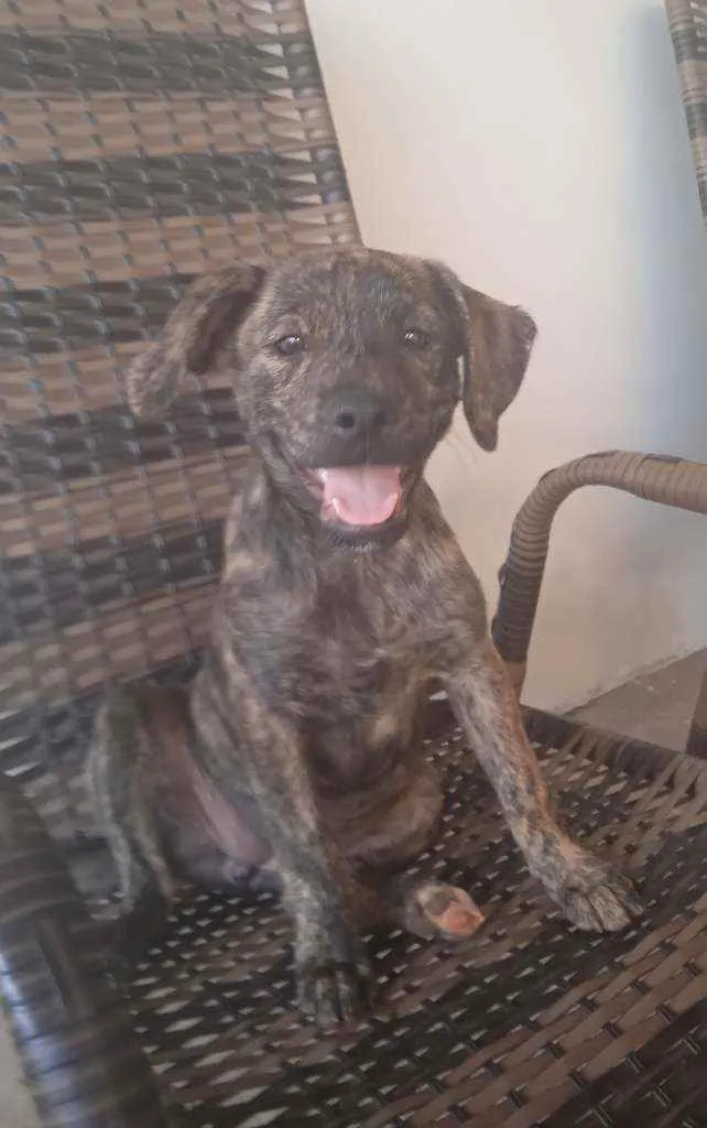 Cachorro raça Fila idade 2 a 6 meses nome Diana