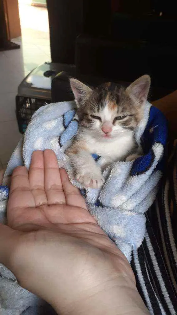 Gato ra a Srd idade Abaixo de 2 meses nome Olívia-FELV+