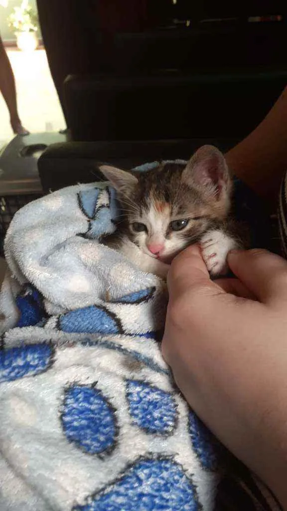 Gato ra a Srd idade Abaixo de 2 meses nome Olívia-FELV+