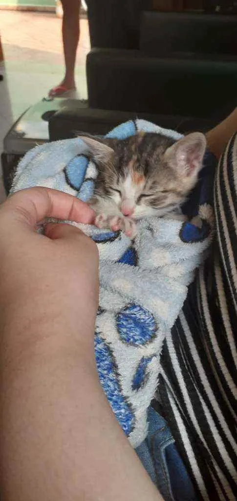 Gato ra a Srd idade Abaixo de 2 meses nome Olívia-FELV+