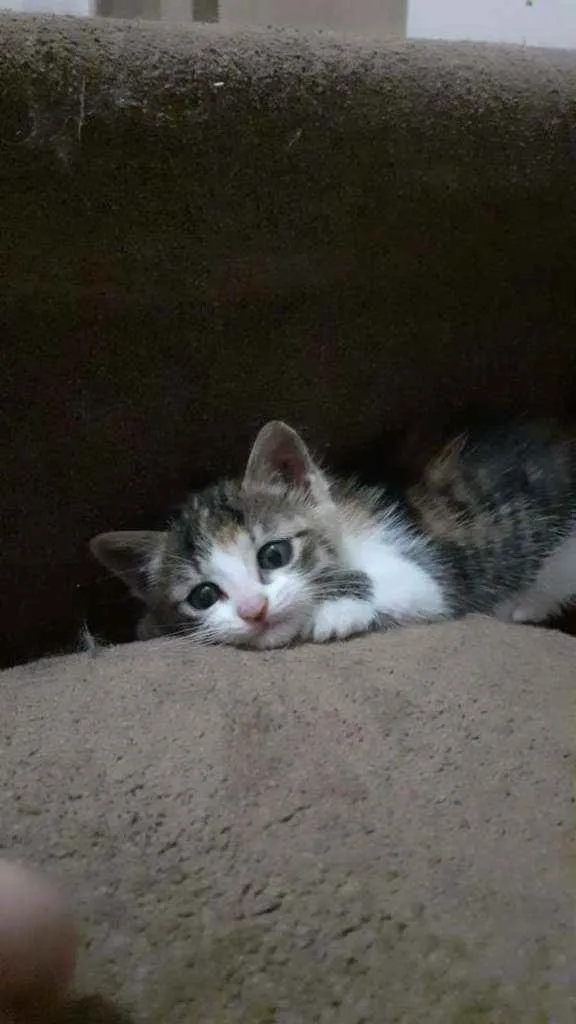Gato ra a Srd idade Abaixo de 2 meses nome Olívia-FELV+