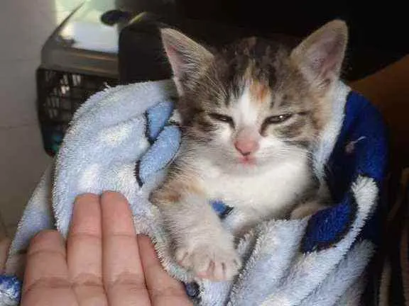 Gato ra a Srd idade Abaixo de 2 meses nome Olívia-FELV+