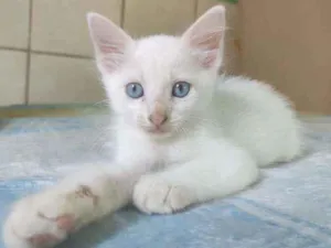 Gato raça Sem raça definida idade Abaixo de 2 meses nome Jimmy