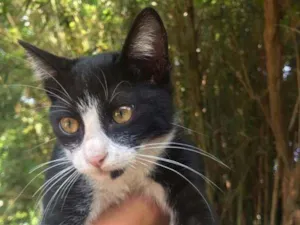 Gato raça Vira lata  idade 7 a 11 meses nome Tom