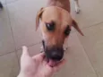 Maya