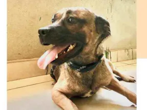 Cachorro raça Srd idade 2 anos nome Ronaldo 