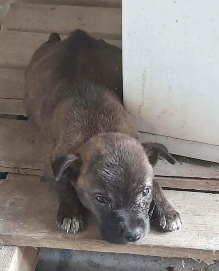 Cachorro ra a Srd idade Abaixo de 2 meses nome Filhote de 1 mes