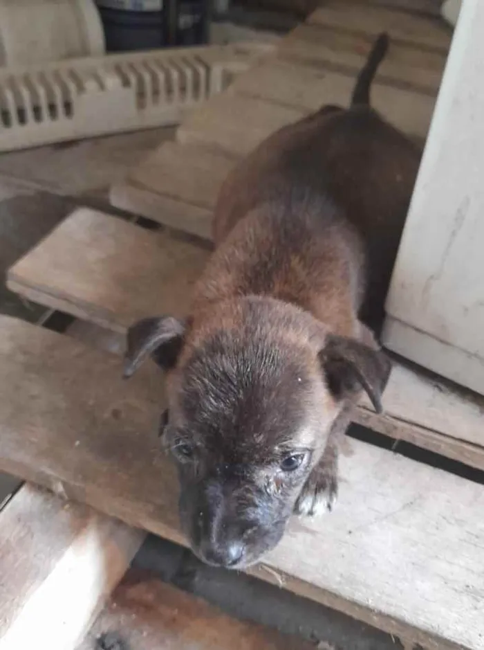 Cachorro ra a Srd idade Abaixo de 2 meses nome Filhote de 1 mes