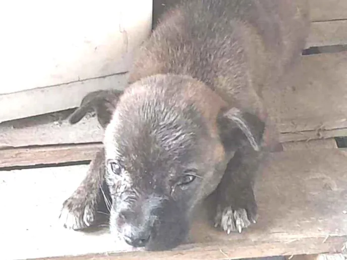 Cachorro ra a Srd idade Abaixo de 2 meses nome Filhote de 1 mes