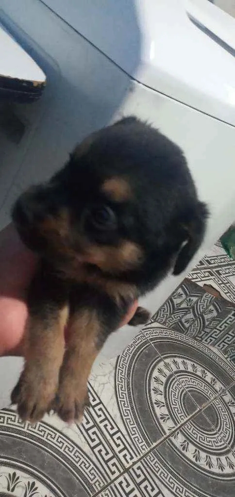 Cachorro ra a Ciralatas idade Abaixo de 2 meses nome Sem nomes