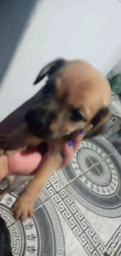 Cachorro ra a Ciralatas idade Abaixo de 2 meses nome Sem nomes