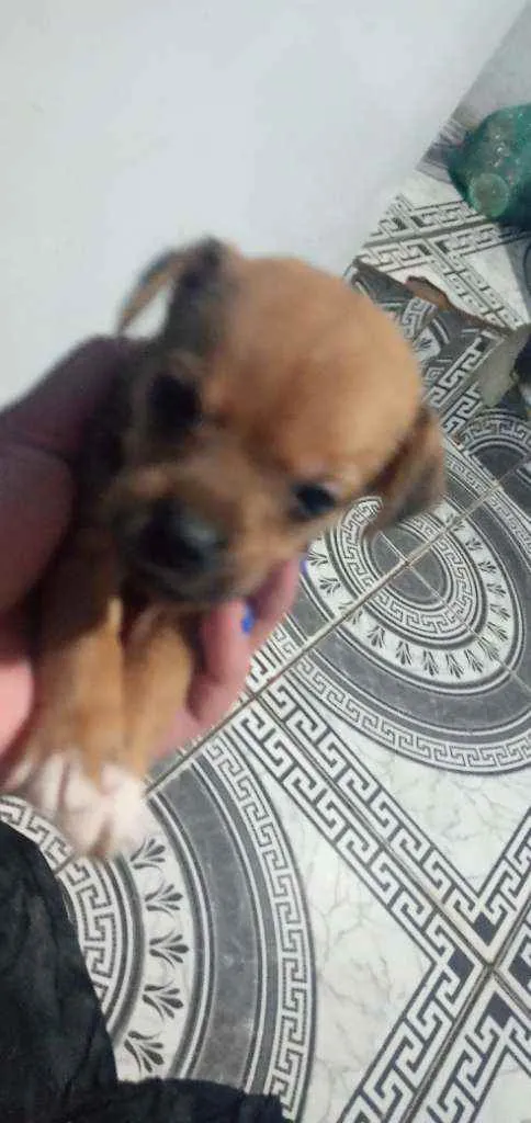 Cachorro ra a Ciralatas idade Abaixo de 2 meses nome Sem nomes