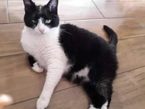 Gato raça Nao tem idade 7 a 11 meses nome Estrelinha