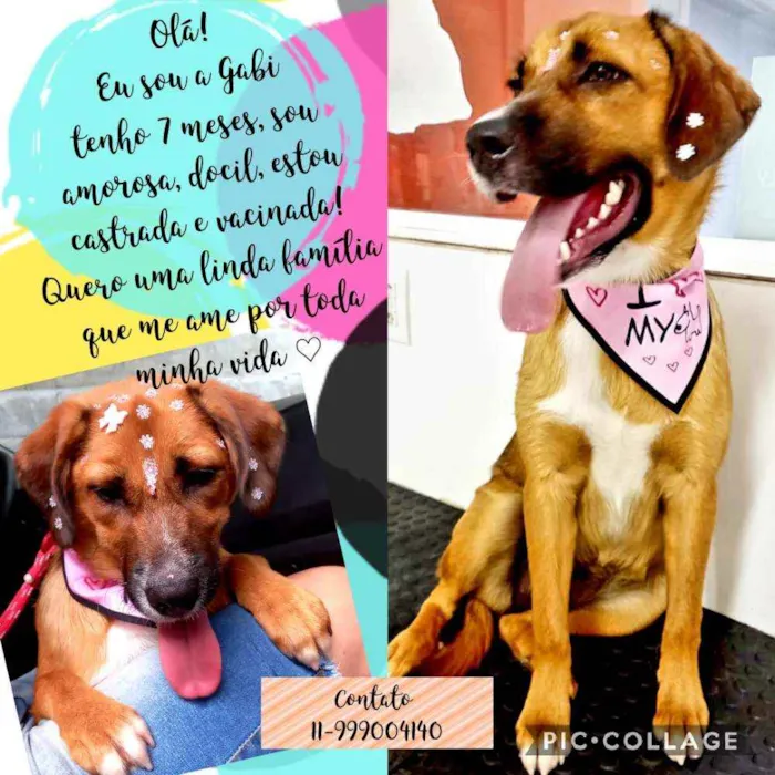 Cachorro raça Srd idade 7 a 11 meses nome Gabi