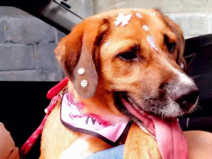 Cachorro raça Srd idade 7 a 11 meses nome Gabi