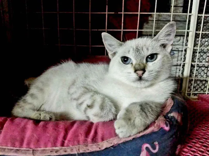 Gato raça Manx ( cauda curta) idade 2 a 6 meses nome King