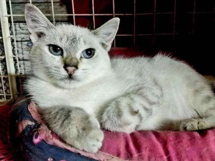 Gato raça Manx ( cauda curta) idade 2 a 6 meses nome King