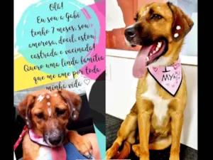 Cachorro raça Srd idade 7 a 11 meses nome Gabi
