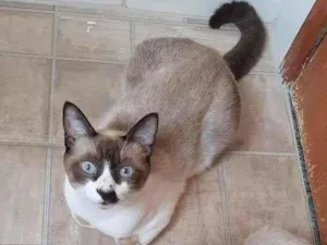 Gato raça SRD-ViraLata idade 1 ano nome max