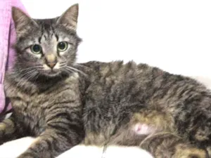 Gato raça Srd idade 1 ano nome Zoe