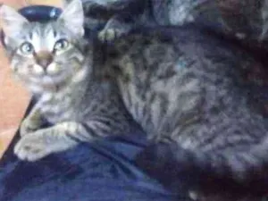 Gato raça Srd idade 2 a 6 meses nome Malu