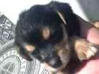 Cachorro raça Ciralatas idade Abaixo de 2 meses nome Sem nomes
