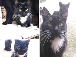 Gato raça SRD idade 1 ano nome Rosa