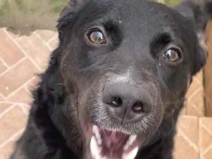 Cachorro ra a SRD idade 2 a 6 meses nome Sol