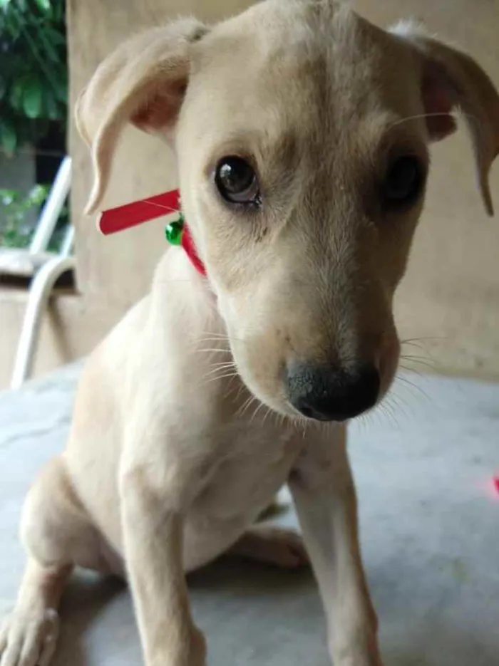 Cachorro ra a SRD idade 2 a 6 meses nome Jasmim