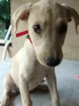 Jasmim