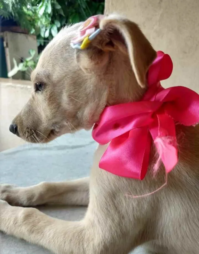 Cachorro ra a SRD idade 2 a 6 meses nome Jasmim