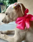 Jasmim