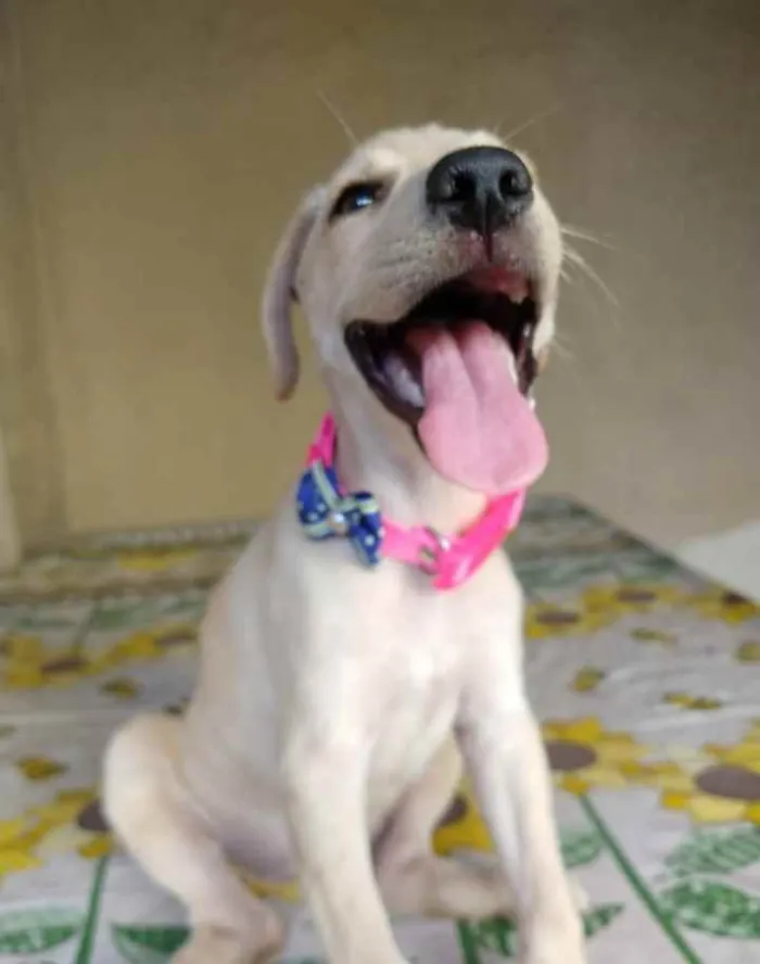 Cachorro ra a SRD idade 2 a 6 meses nome Jasmim