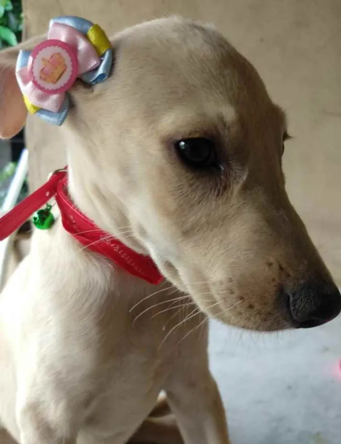 Cachorro ra a SRD idade 2 a 6 meses nome Jasmim