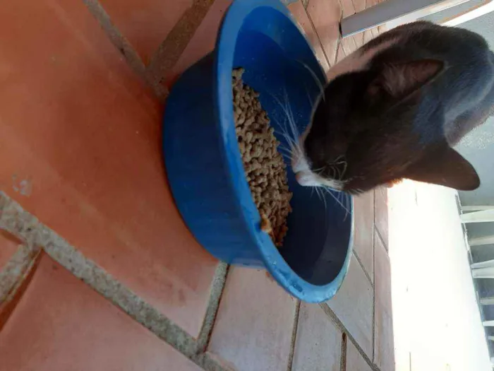 Gato raça Vira lata  idade 7 a 11 meses nome Tom