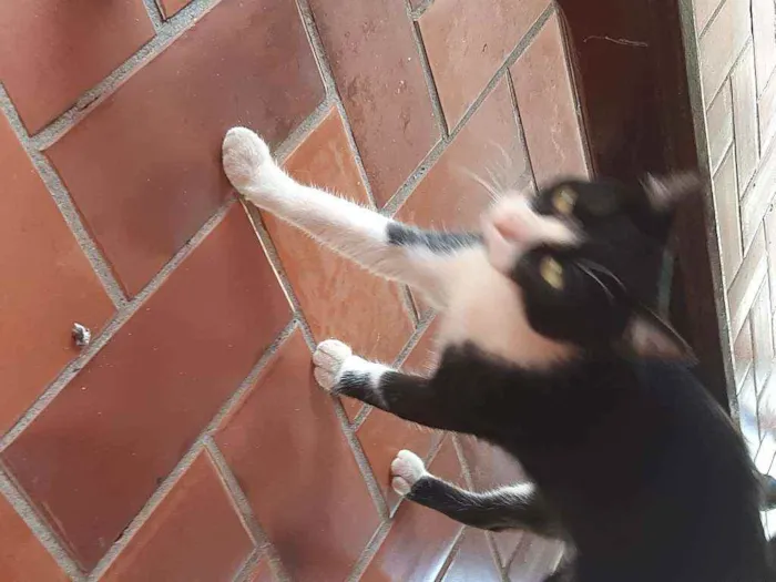 Gato raça Vira lata  idade 7 a 11 meses nome Tom