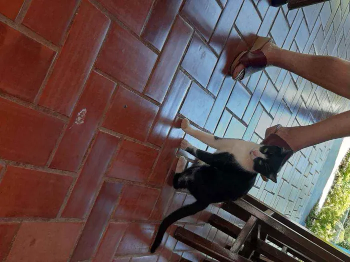 Gato raça Vira lata  idade 7 a 11 meses nome Tom