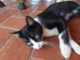 Gato raça Vira lata  idade 7 a 11 meses nome Tom