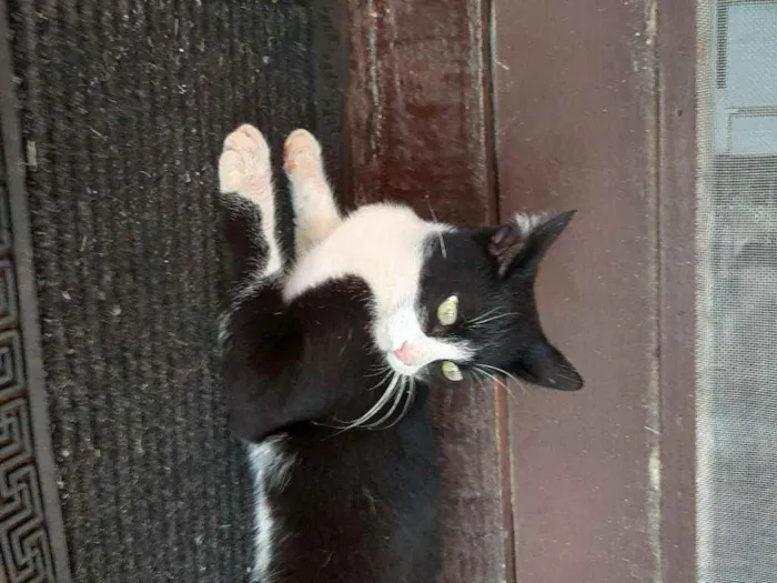 Gato raça Vira lata  idade 7 a 11 meses nome Tom