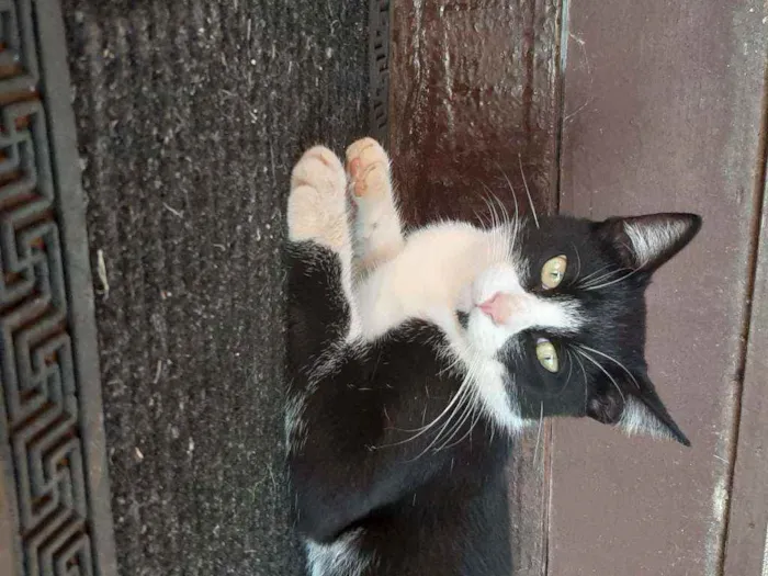 Gato raça Vira lata  idade 7 a 11 meses nome Tom