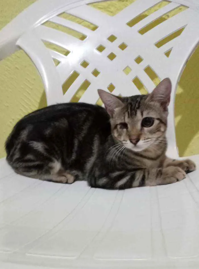 Gato raça Srd idade 2 a 6 meses nome Vinna